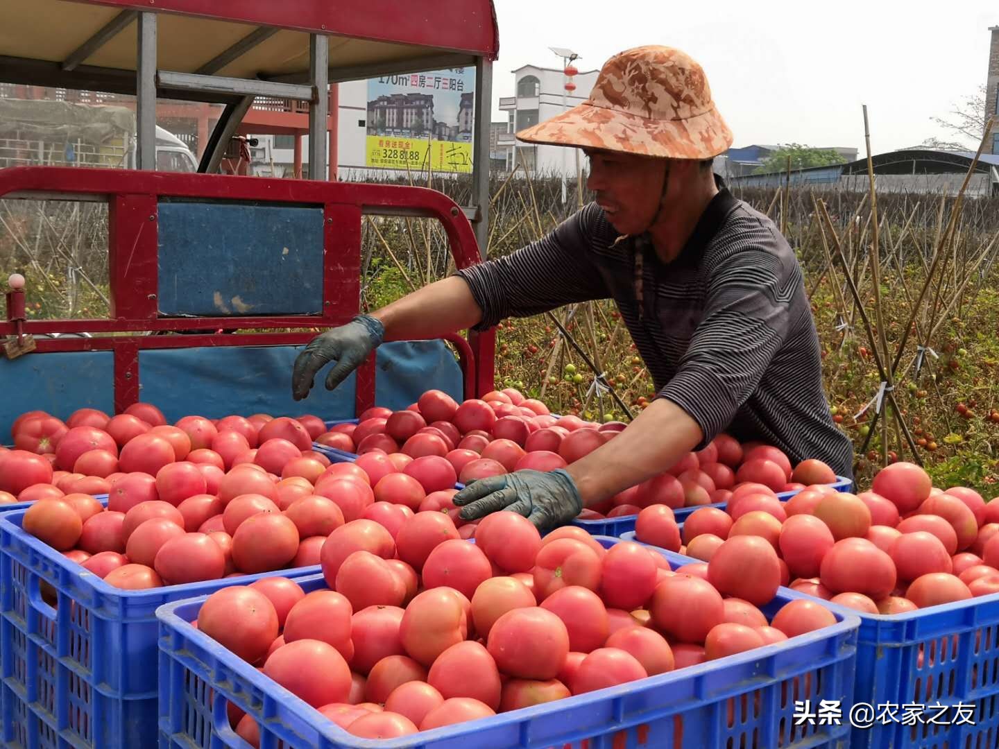 中国番茄第一村,番茄第一村