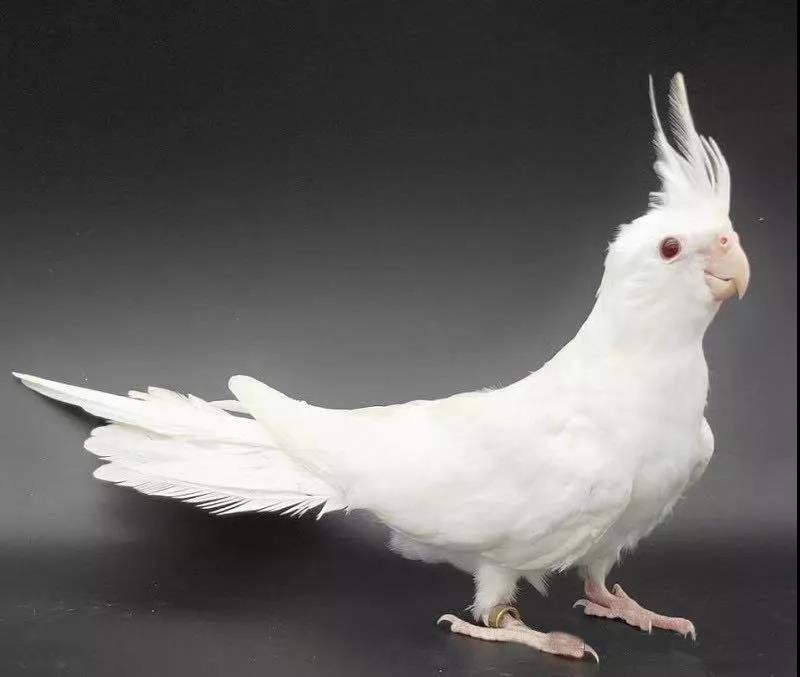 鹦鹉不适应的表现有哪些,鹦鹉看不见了是什么表现