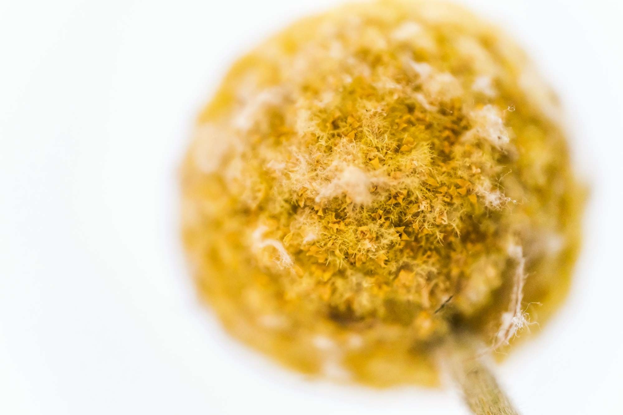 蔡司touit镜头怎么样,蔡司501.4手动镜头评测