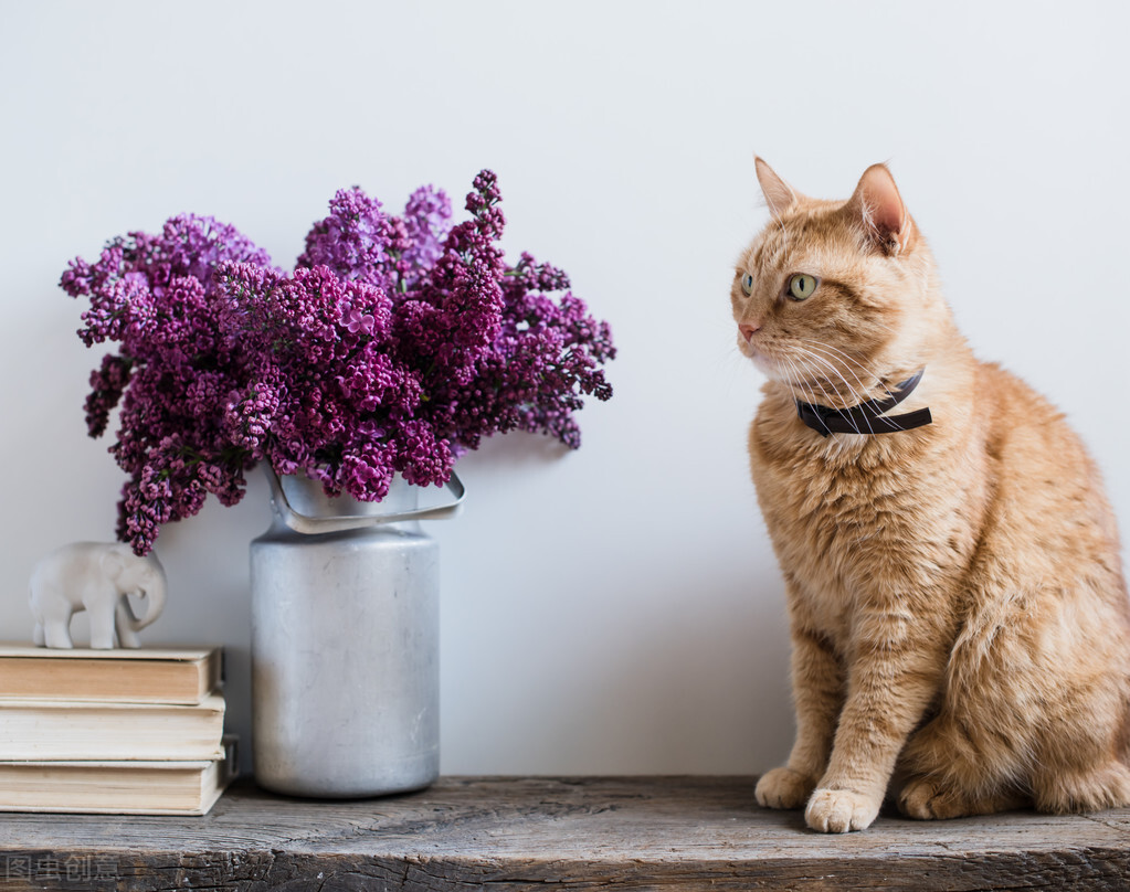猫咪呕吐不吃饭没精神吃什么药,猫咪呕吐未消化完的食物怎么办