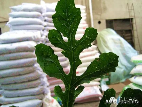 西瓜病虫害防治方法,盆栽西瓜怎么预防虫害