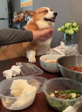 柯基到新家的第一天太调皮了,柯基像哈士奇一样调皮