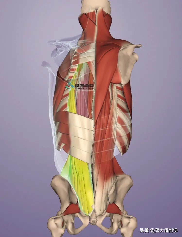 肋骨疼痛一招搞定,肋骨疼痛调理的中国手法