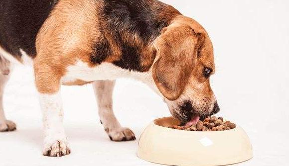 狗狗多大吃老年犬狗粮,狗狗一般多少岁以上属于老龄犬