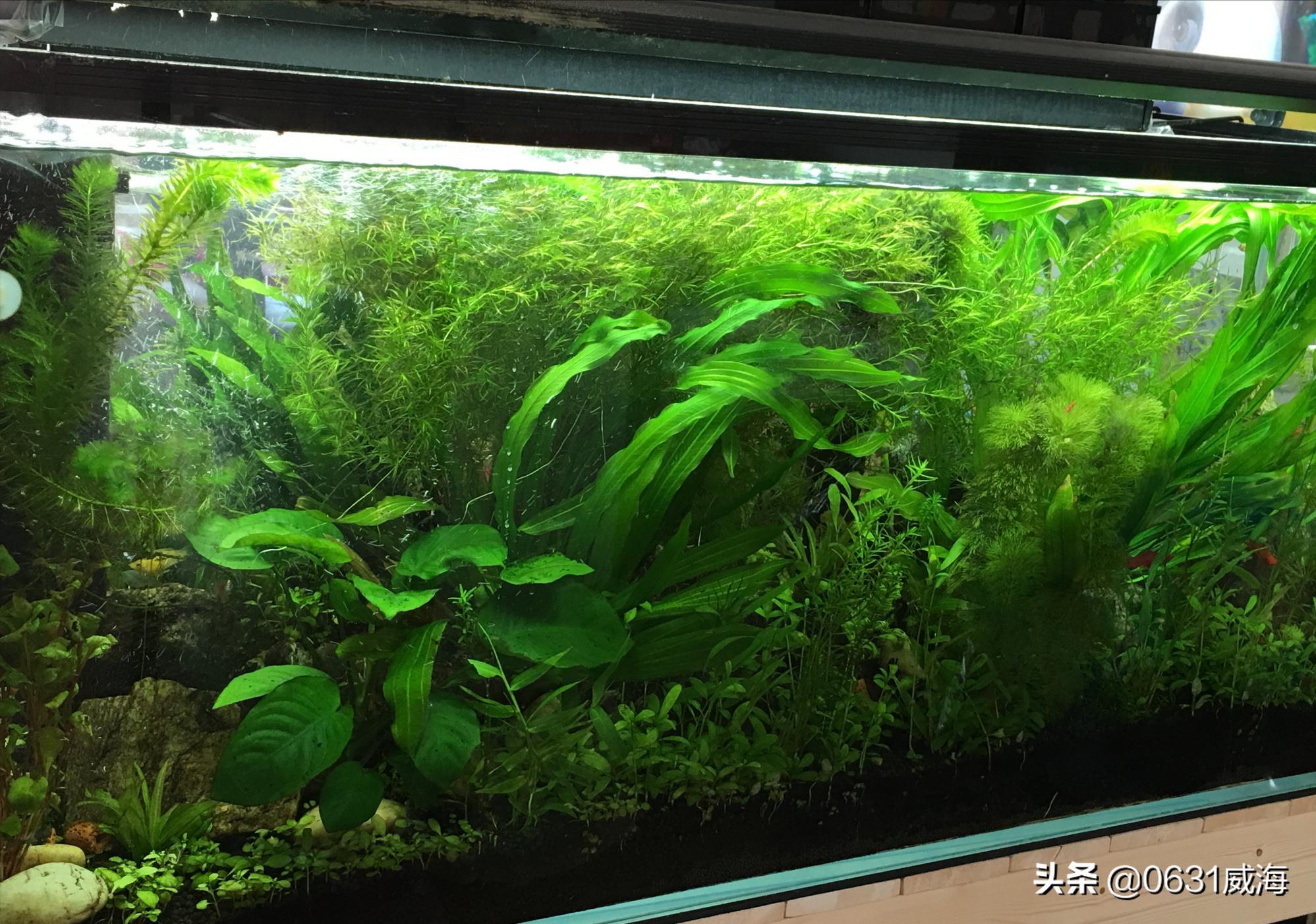 蜈蚣草饲养注意事项,蜈蚣草水草没有阳光会产生氧气吗