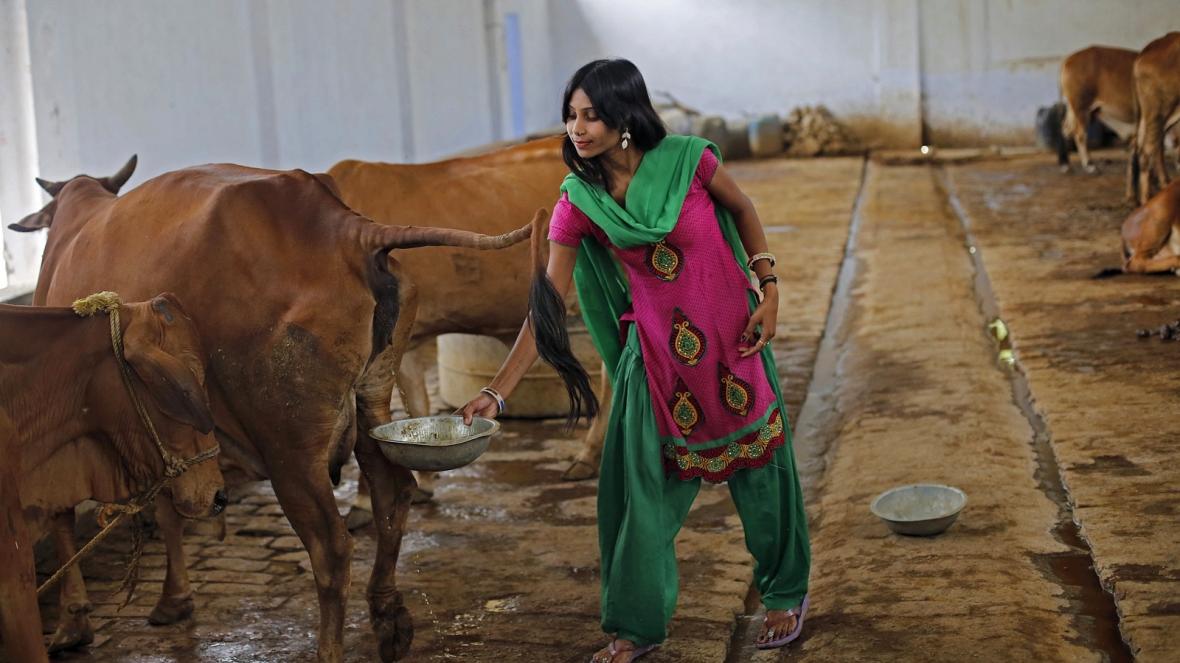 印度用牛粪和牛尿治疗新冠状肺炎,印度喝牛尿治愈新冠肺炎真假