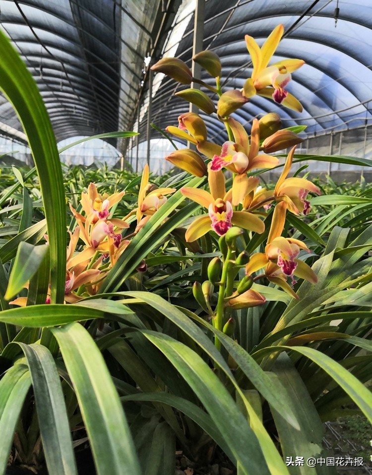 过年买的喜庆的花,过年买的喜庆花