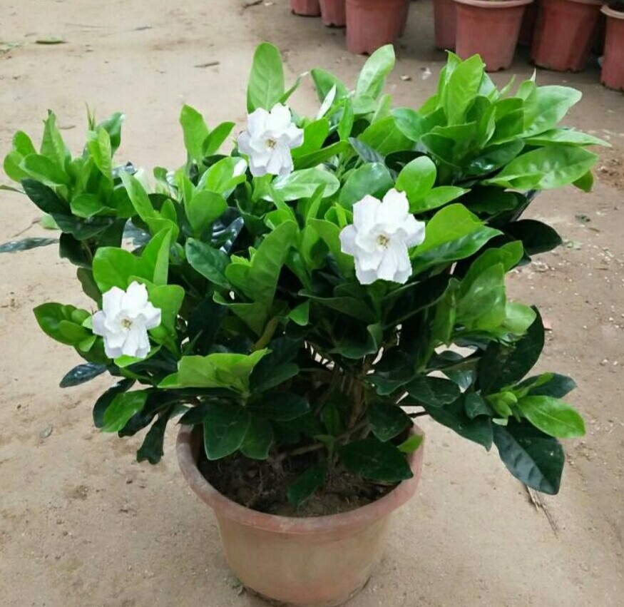 土养栀子花黄叶的原因及处理方法,栀子花黄叶怎么养新手必看科普