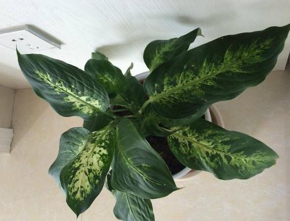 绿植盆栽室内绿萝吊兰,绿萝花卉盆栽除甲醛