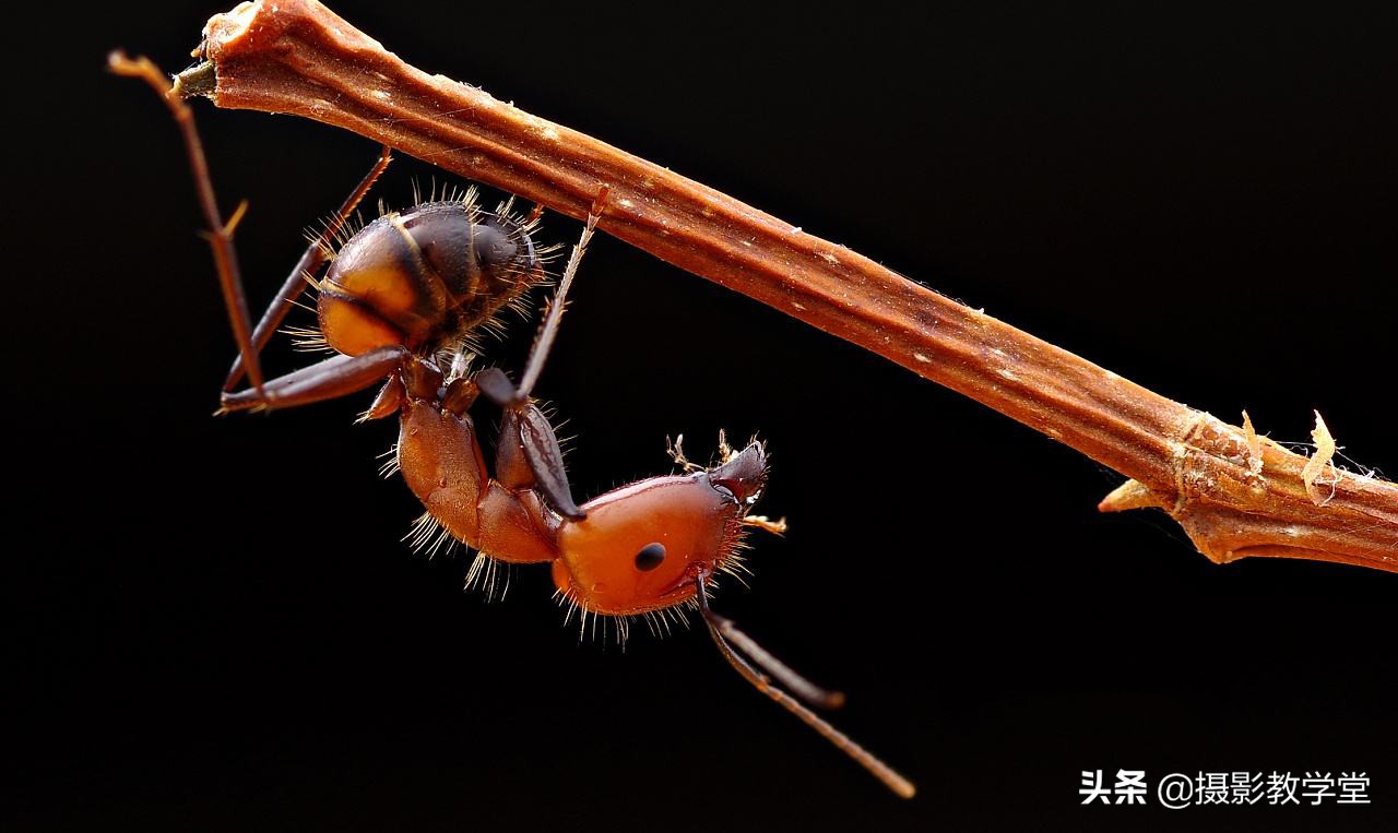 如何拍好微距摄影,摄影微距时怎么拍清全貌