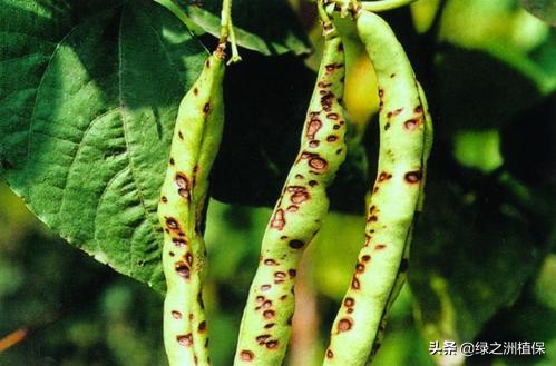 蔬菜细菌和真菌的区别,蔬菜真菌细菌病毒防治