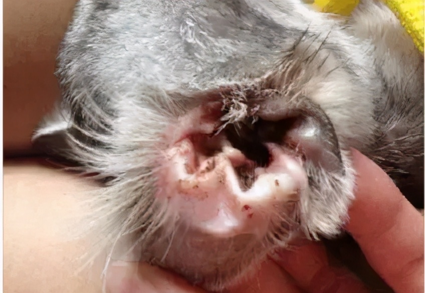 猫咪的臭臭正常是什么样子的,猫咪会对别的猫咪的气味敏感吗