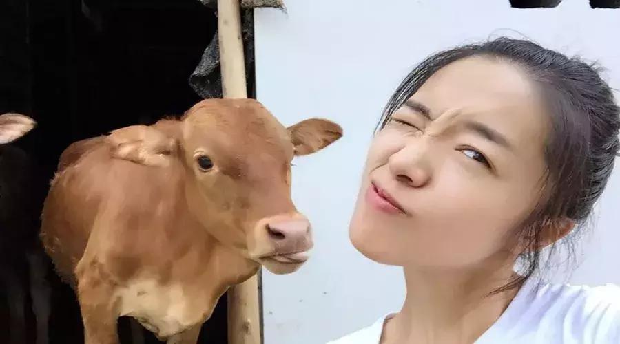 杭州90后姑娘大山里养牛,临安美女养牛