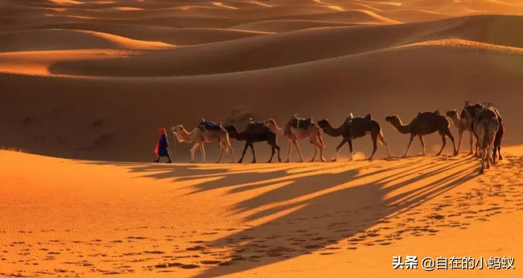 一生不喝水，却活成沙漠里的魔鬼蛇，爬行方式太优美毒蛇响尾蛇