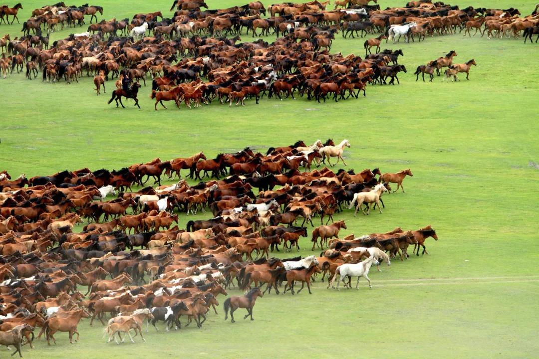 八月的呼伦贝尔大草原,辽阔的呼伦贝尔大草原风景