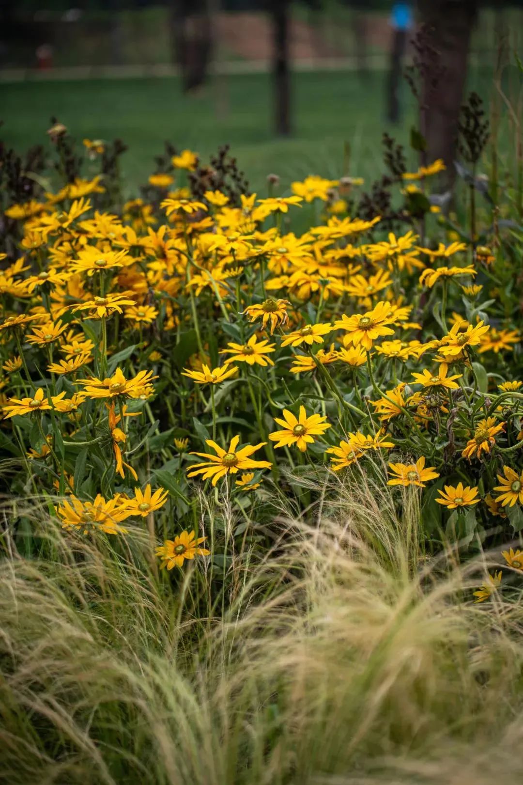 杜邑国家遗址公园,杜邑遗址公园和杜陵遗址公园