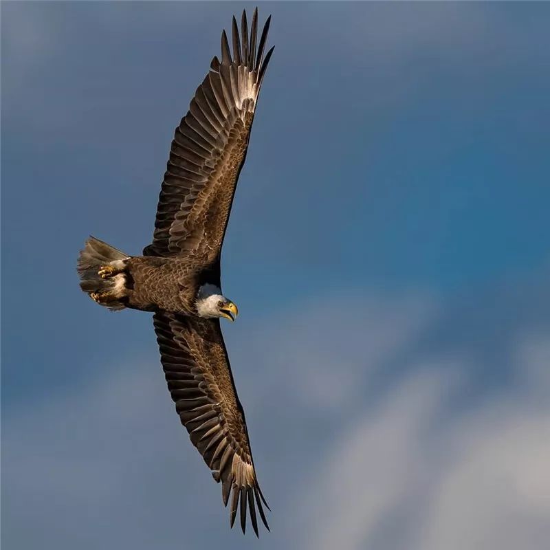 鹰姿风采,英姿飒爽