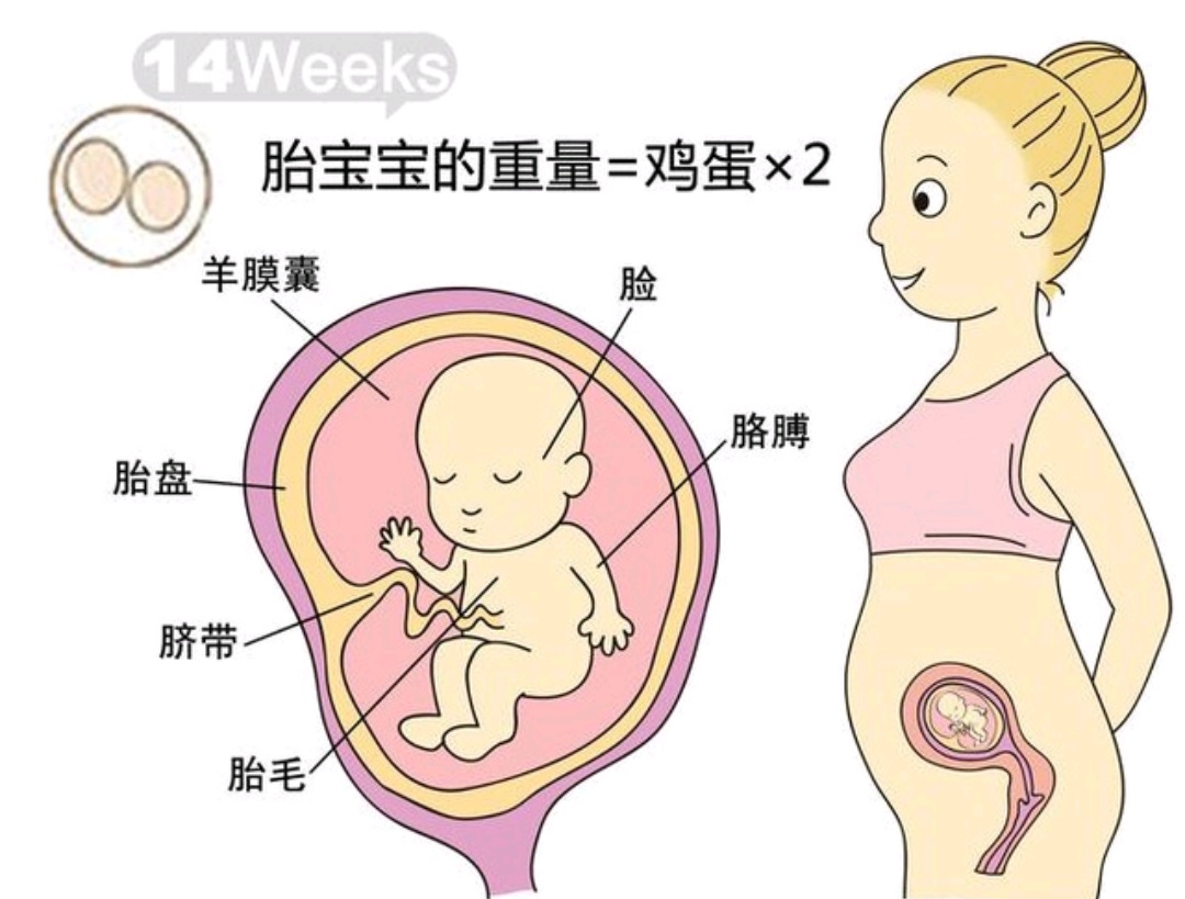 孕14周多胎儿发育标准数据,怀孕14周胎儿发育标准对照表