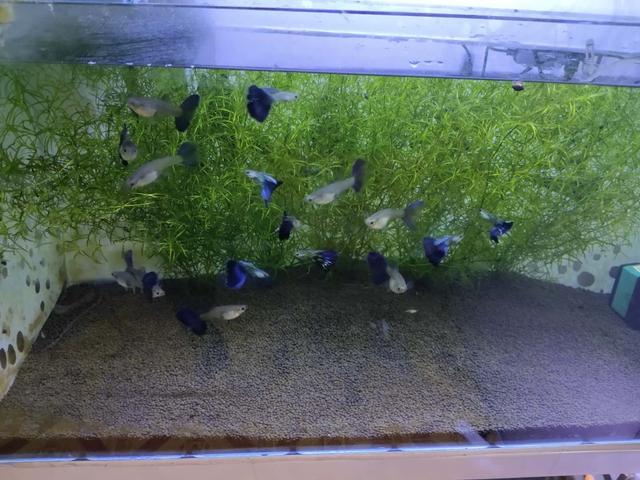 新鱼养鱼注意什么,新鱼友养鱼