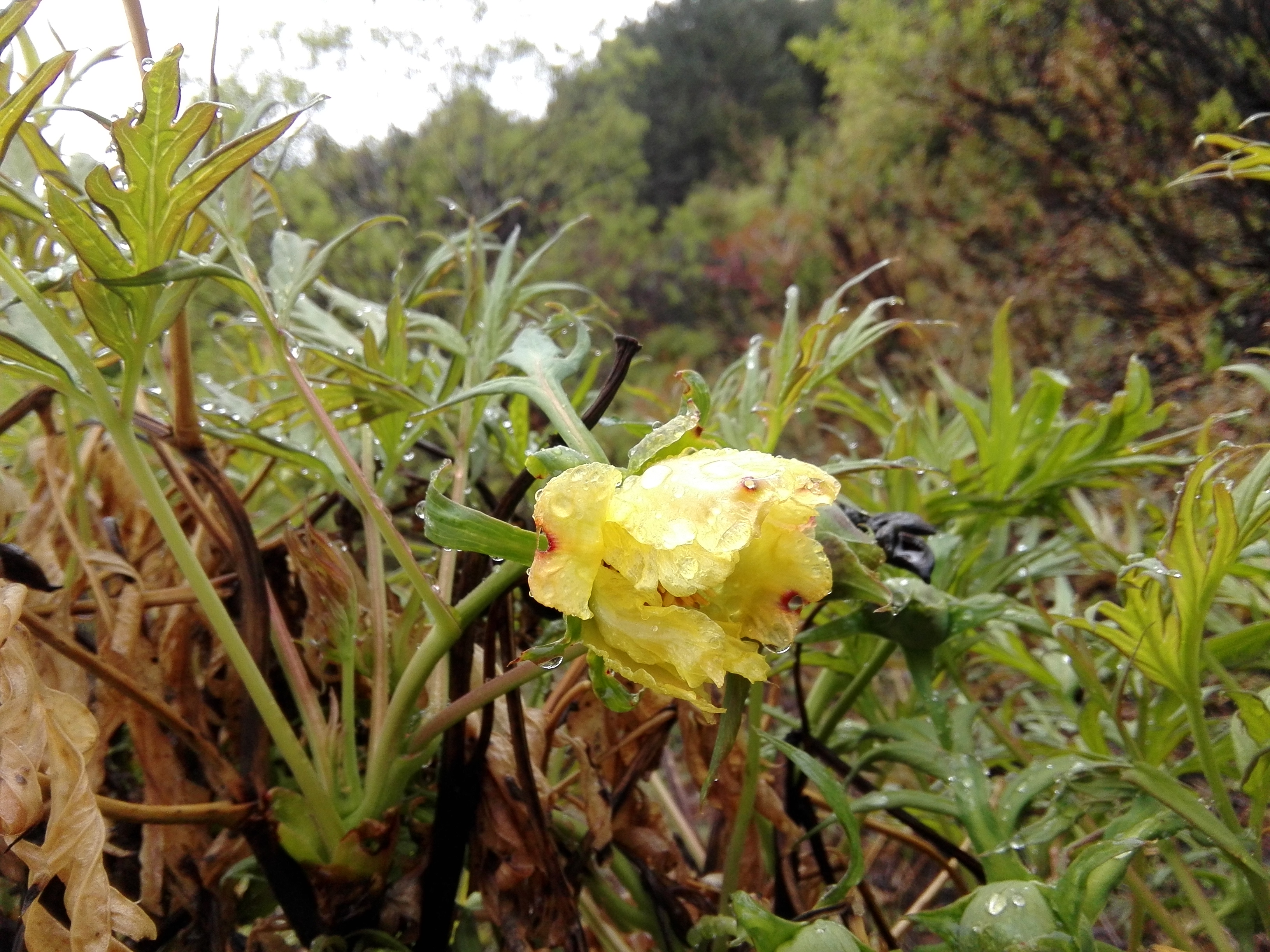 牡丹,熟悉而陌生——“花王”的前世今生,带你重新认识牡丹