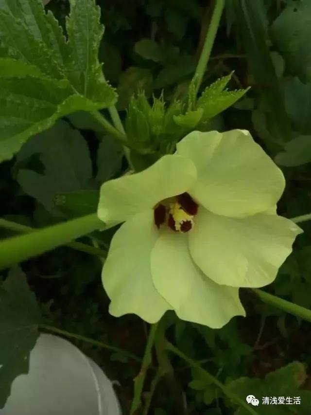 秋葵的种植技巧,水果秋葵的种植