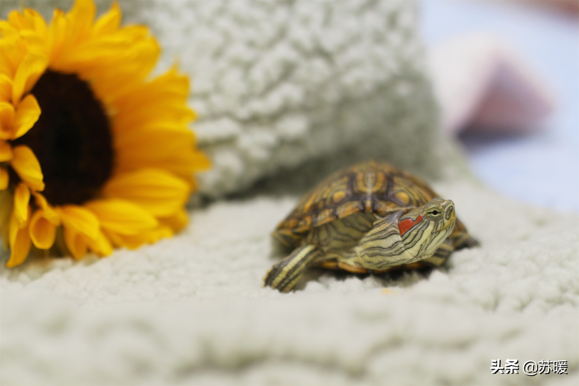 阿莫西林治疗乌龟腐皮,乌龟腐皮怎么治疗