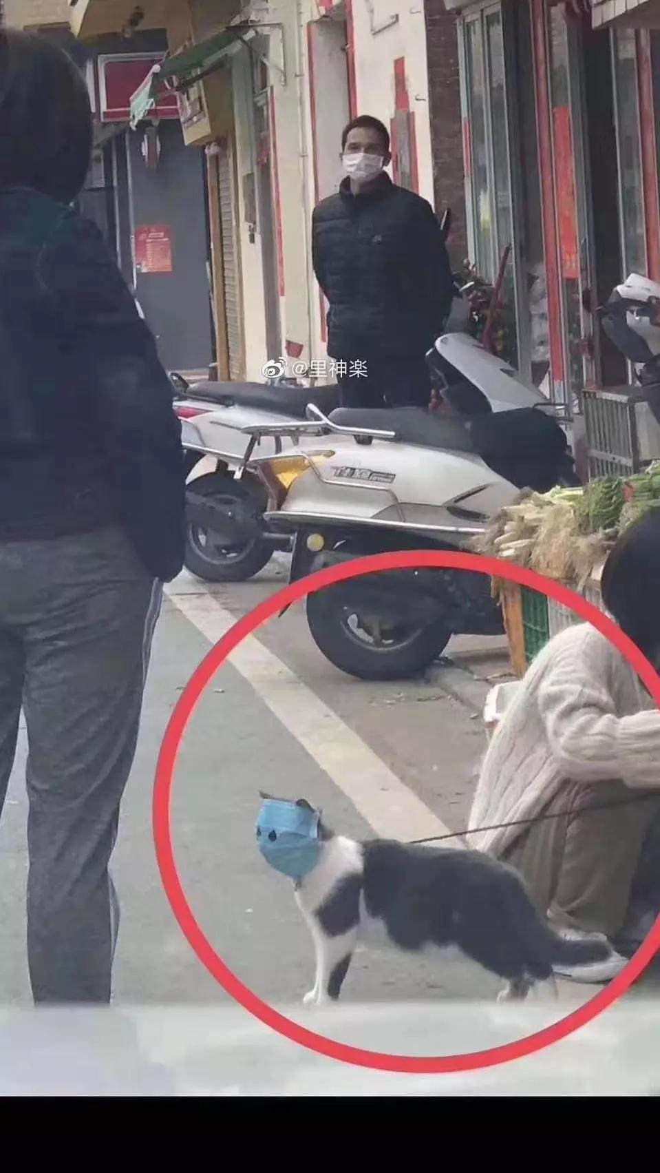 动物表情包沙雕魔性,沙雕动物爆笑瞬间表情包