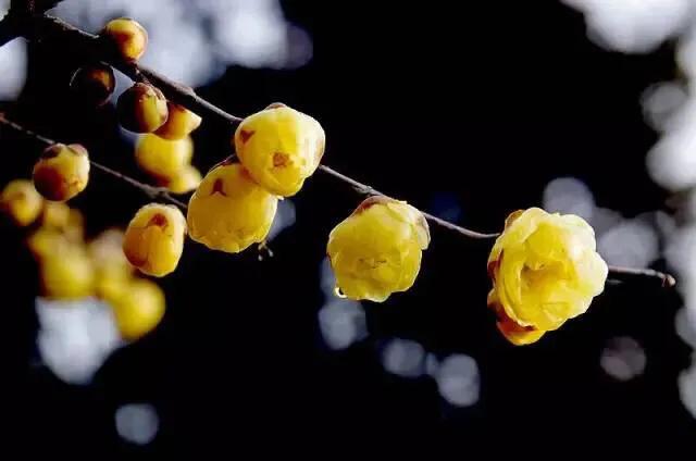 风吹腊梅香小寒日初长,风吹腊梅香的诗句