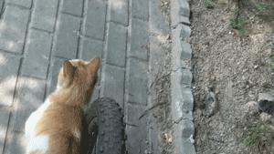 猫圈玄学,十橘九渣