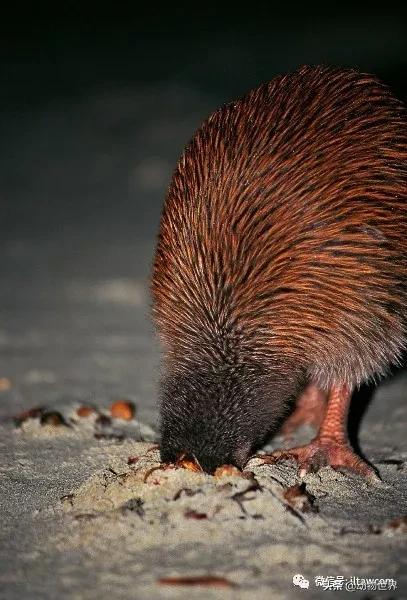 奇异鸟的样子,奇异鸟在哪里