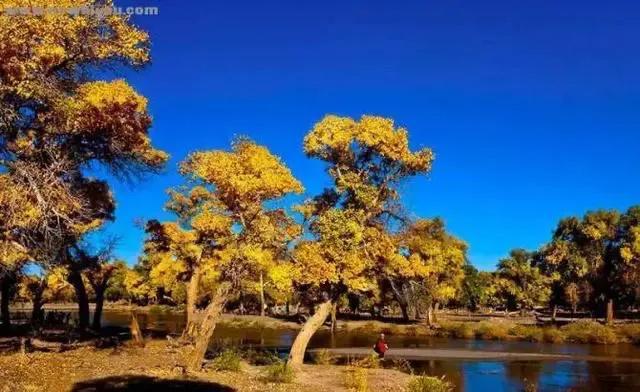 胡杨泪电影完整版,胡杨泪免费阅读全文