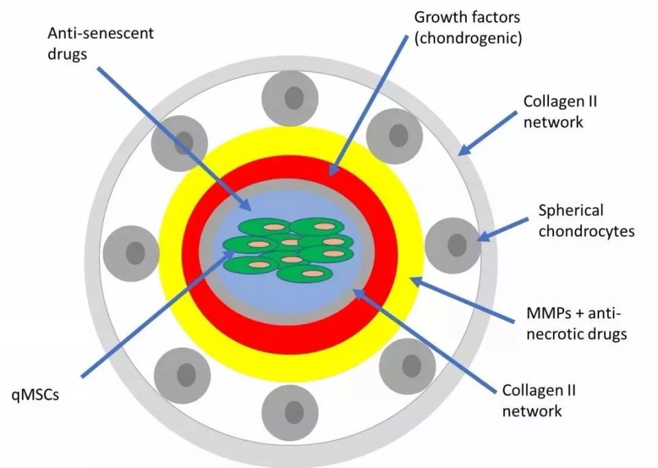 纪念第一次发sci综述,膝盖还好吗