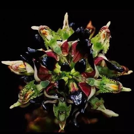 罕见的奇花异草 (160种奇花异草绝对有你没见过的)