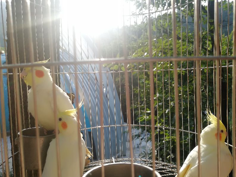 洛阳栾川竹海野生动物园值得去吗,洛阳栾川竹海野生动物园都有什么