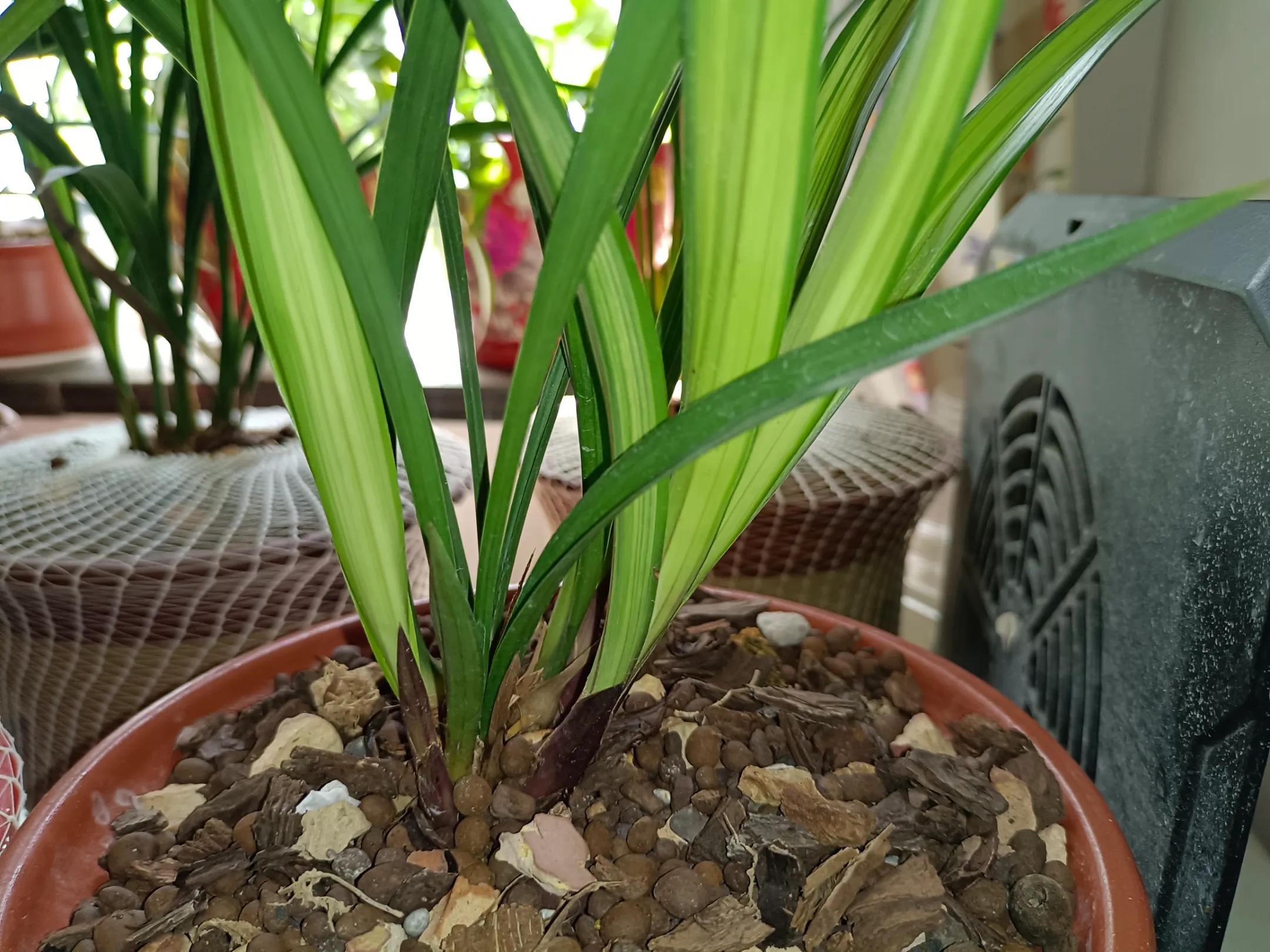 种兰花的软硬植料怎么配,养兰常用哪几种硬植料