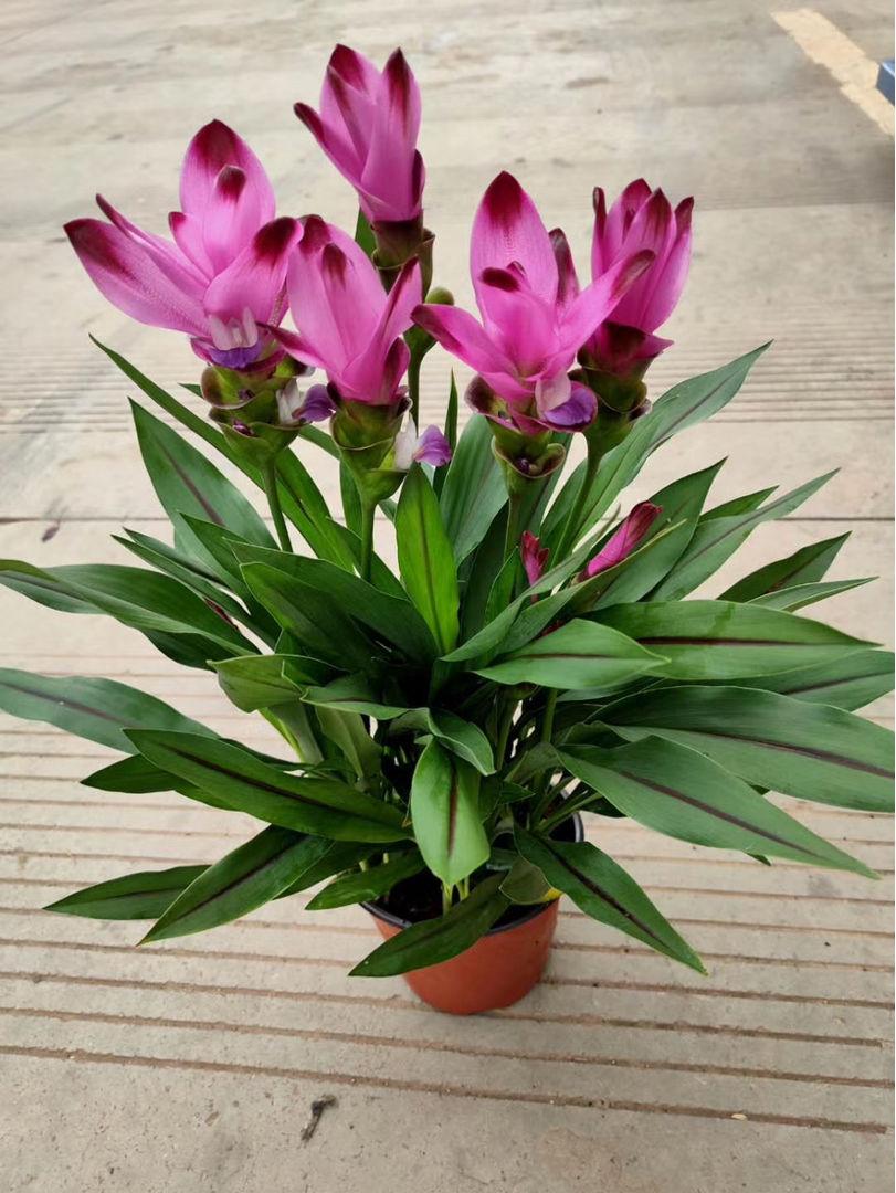 家里养姜荷花有什么禁忌,姜荷花盆栽的花期多久