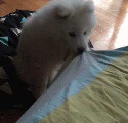 别再说笼养狗狗不好了,小恶魔萨摩耶