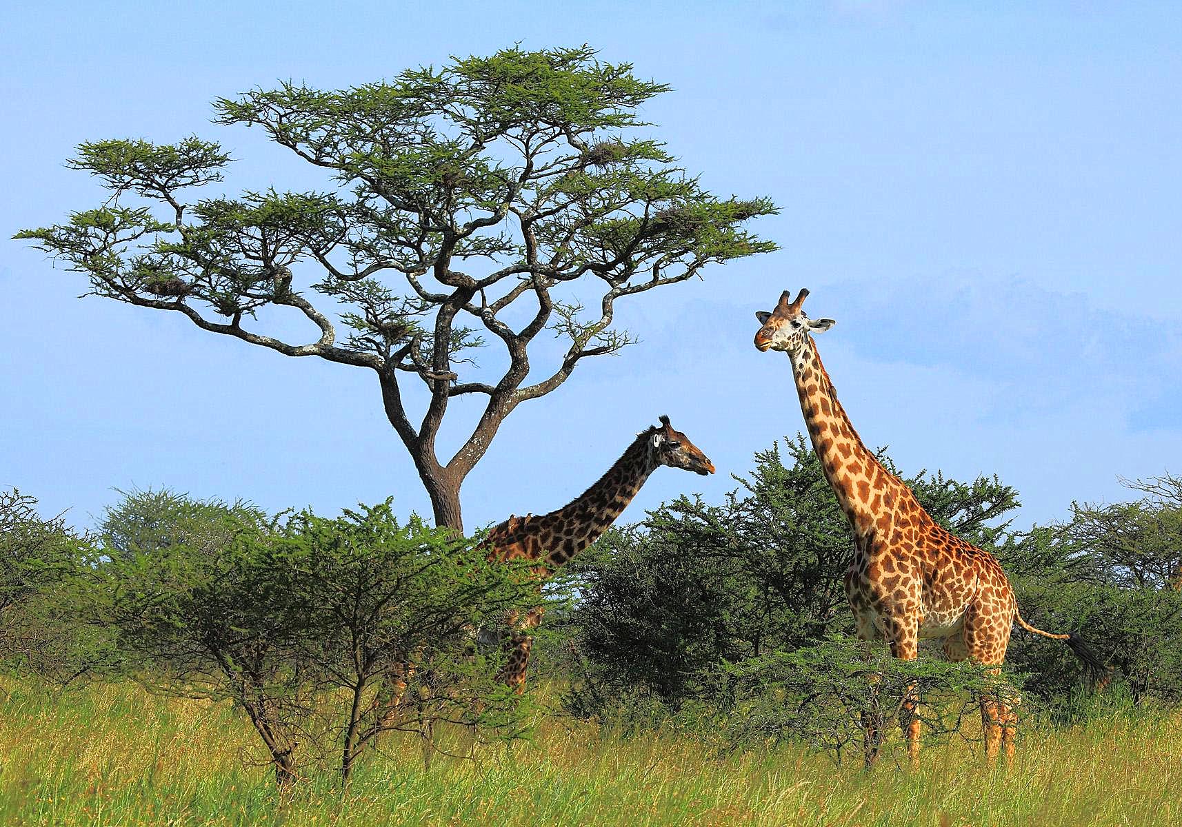 长颈鹿的叫声是怎样的,长颈鹿的叫声像什么