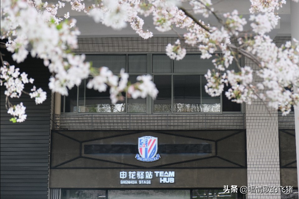 中国最美樱花观赏,上海虹口足球场最浪漫樱花