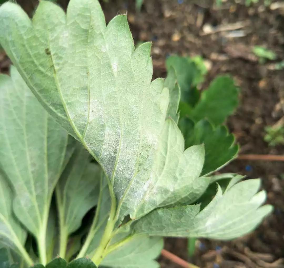 稻粒黑粉病防治药剂,治粉虱最好最快的方法