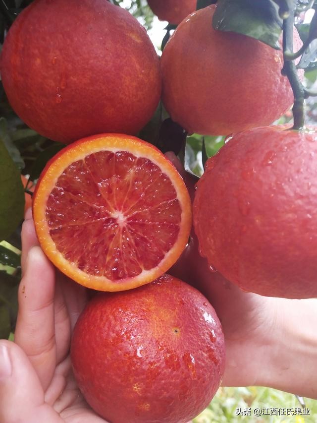 唯一含花青素的血橙,血橙里面红色的果肉是花青素