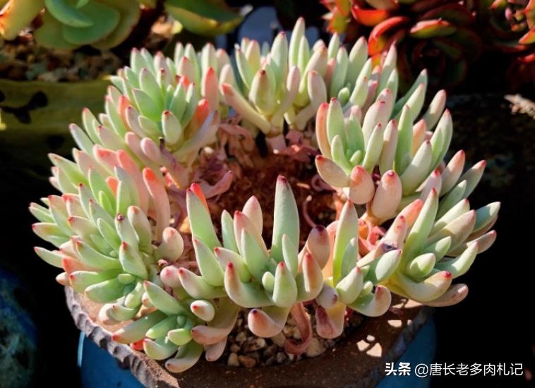 杜爱丽丝多肉怎样养,多肉爱杜丽丝用什么土种好