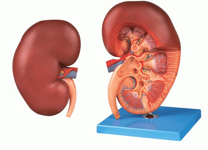 肾虚最怕的5个动作,肾虚最怕这7种习惯