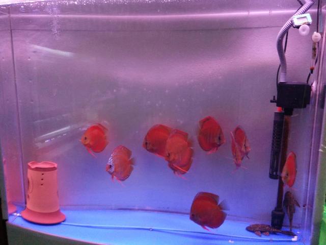 开缸养水三天了水依然浑浊怎么办,鳖缸水质混浊是什么原因