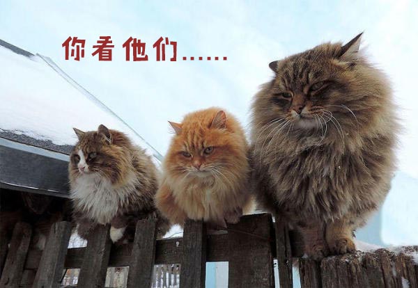 圣诞节的喵星人霸气又略萌,猫奴必看!又骗我养猫?