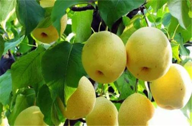 梨树病虫害防治有哪些方法,梨树的病虫防治方法有哪些