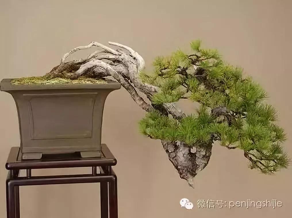 大师级老桩盆景欣赏,精美绝伦的老桩盆景