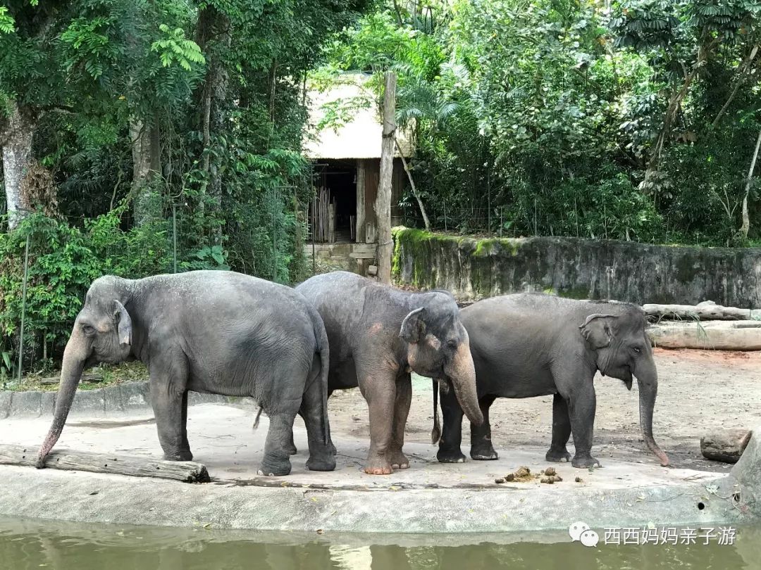 新加坡一天来回马来西亚乐高乐园,乐高马来西亚旅游记