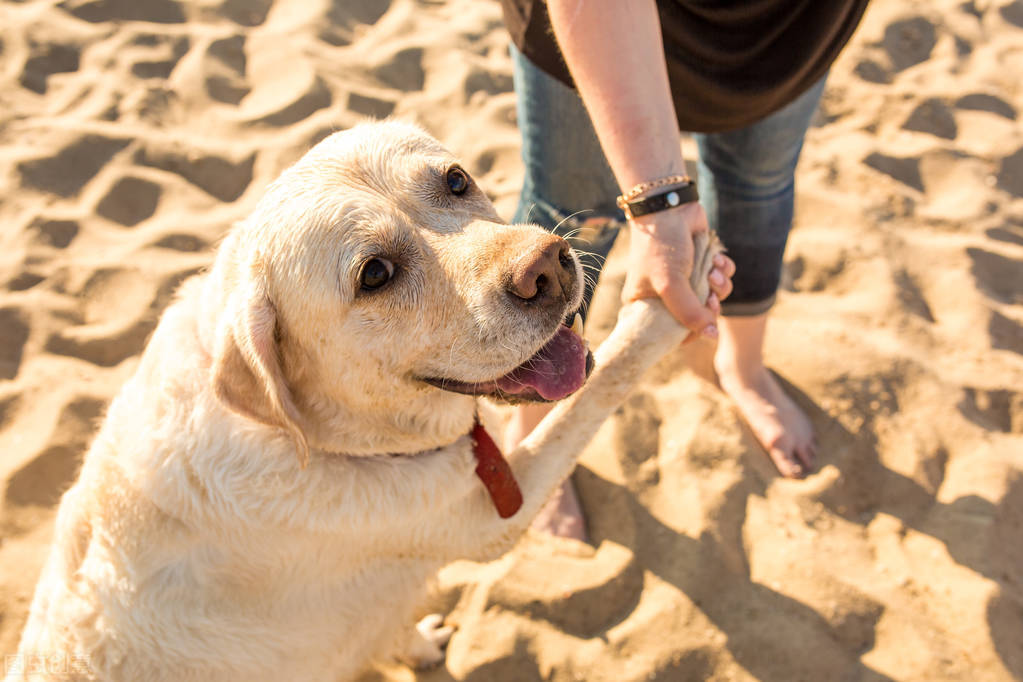 养狗须知：狗狗月经期间注意事项