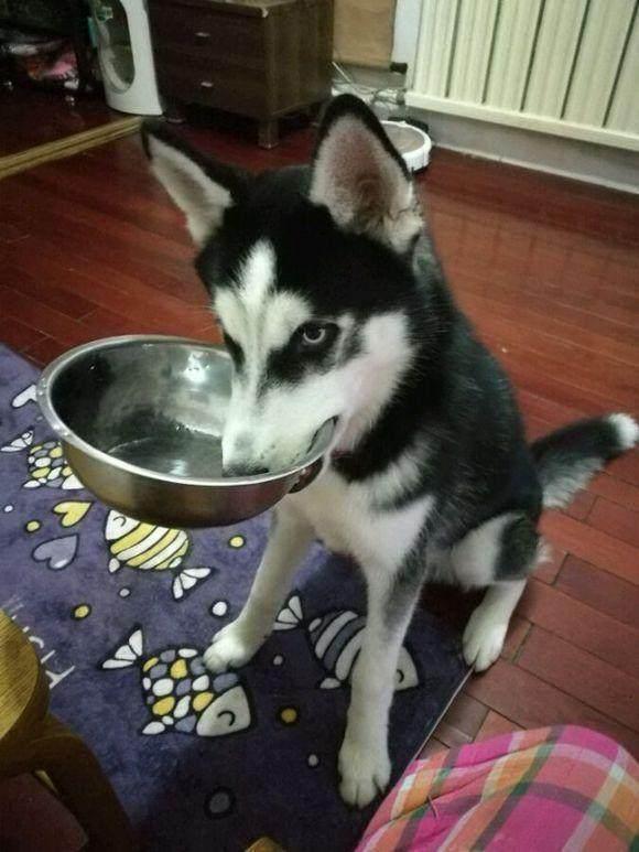 狗狗有哪些表现说明被你养熟了,狗狗有了吃的就不管主人了怎么办